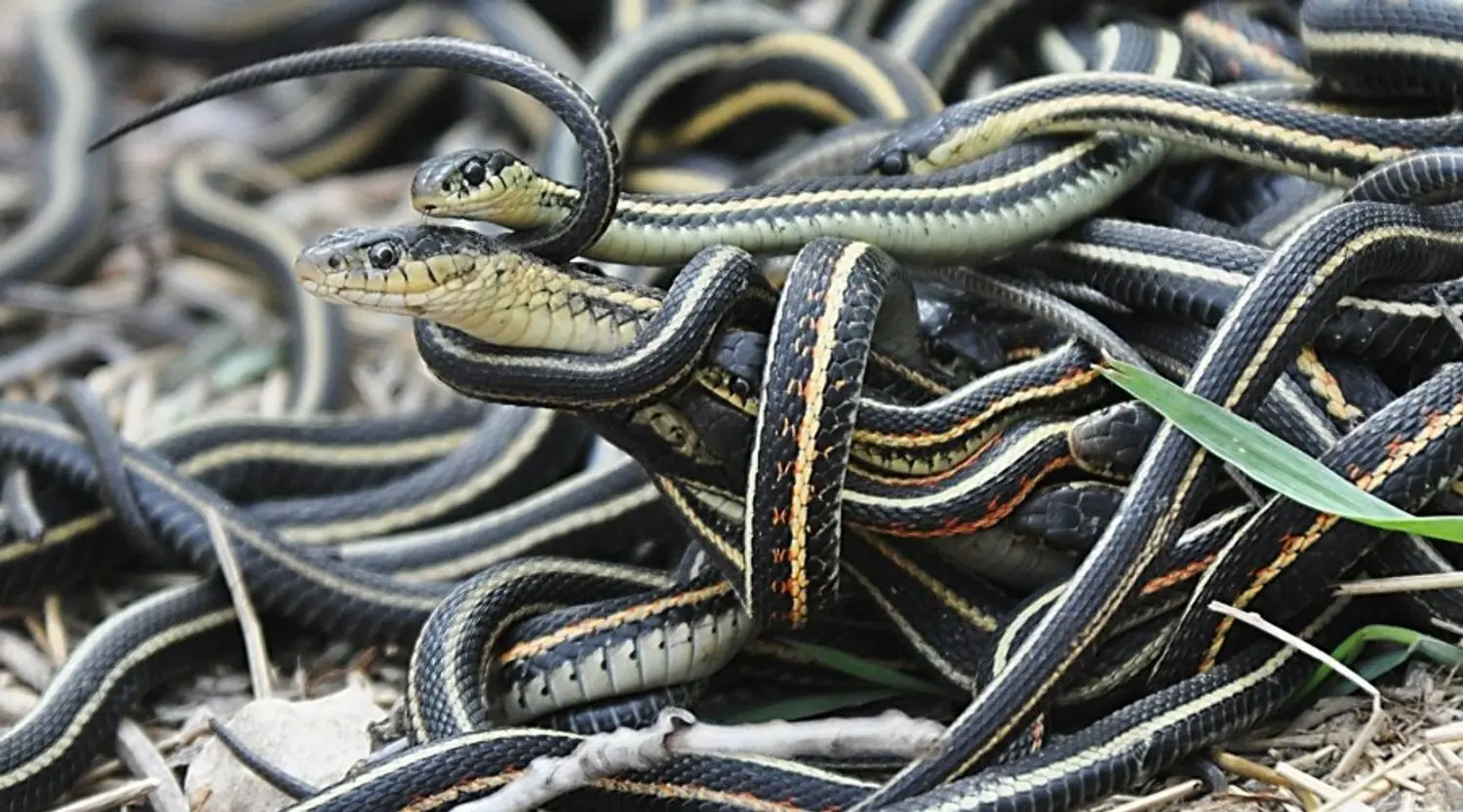 Top 10 Snake Islands of the World