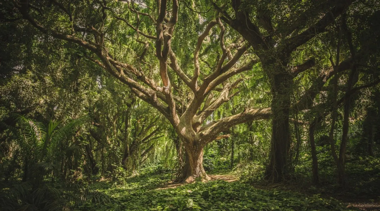 What is Deep Ecology and its Relevance in Saving the Earth