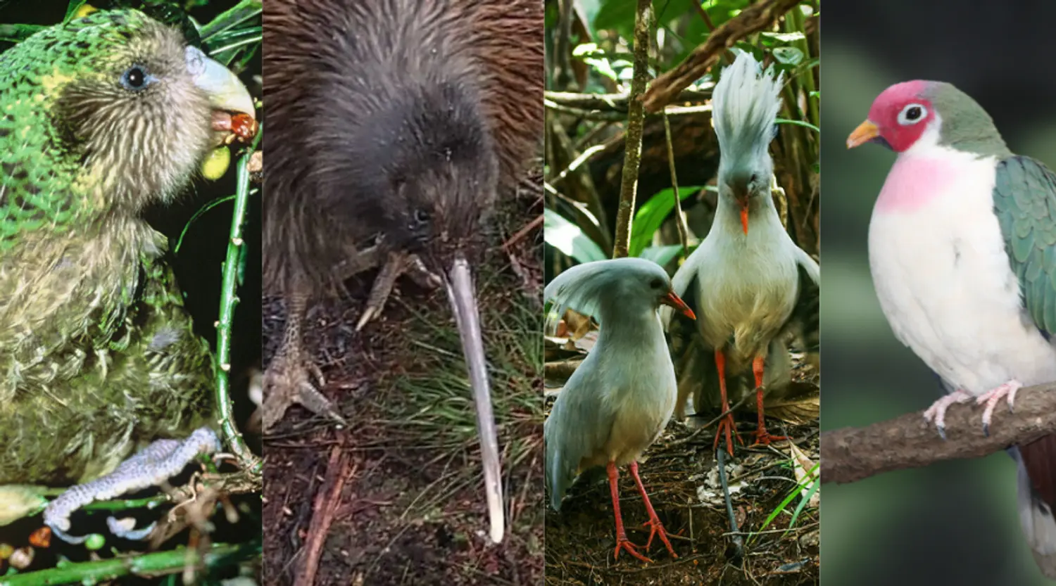 20 Bird Species in Danger of Extinction