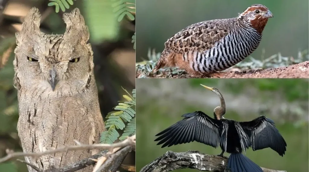 Bird Species in Sariska Tiger Reserve