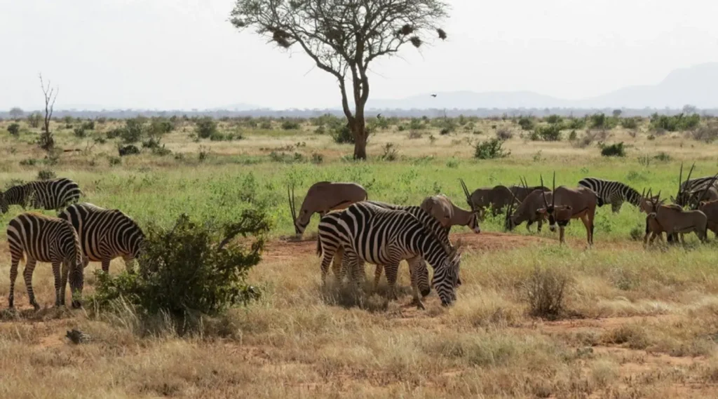 The Animals of the Savanna