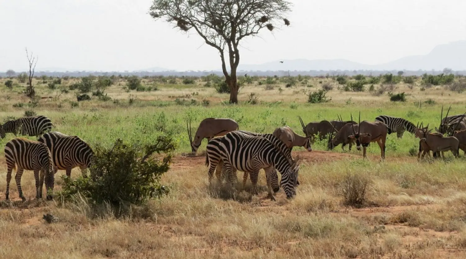 The Animals of the Savanna