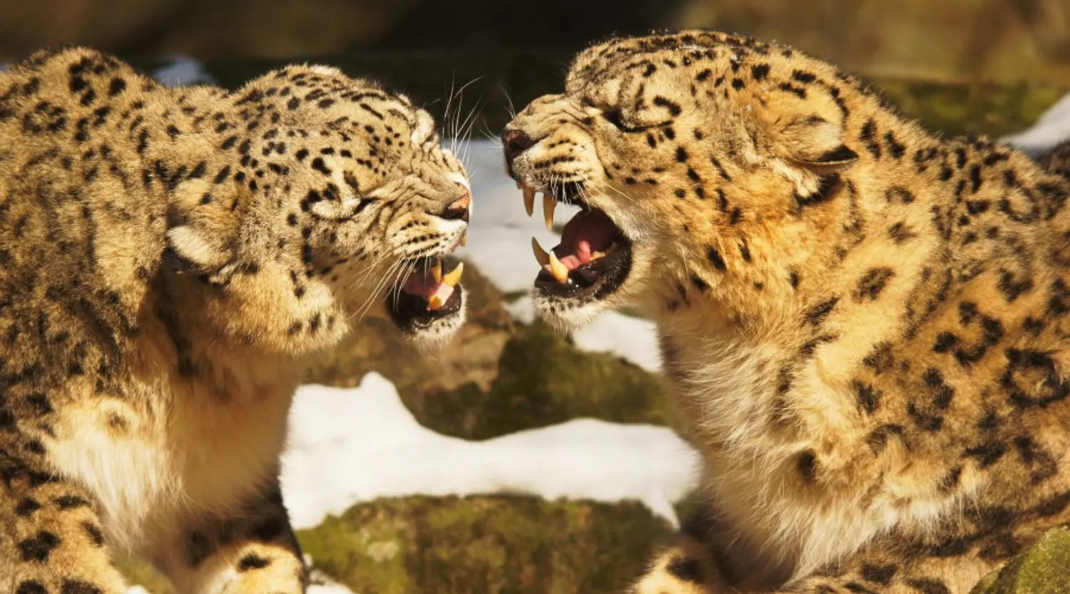 Top Snow Leopard Tracking Holidays
