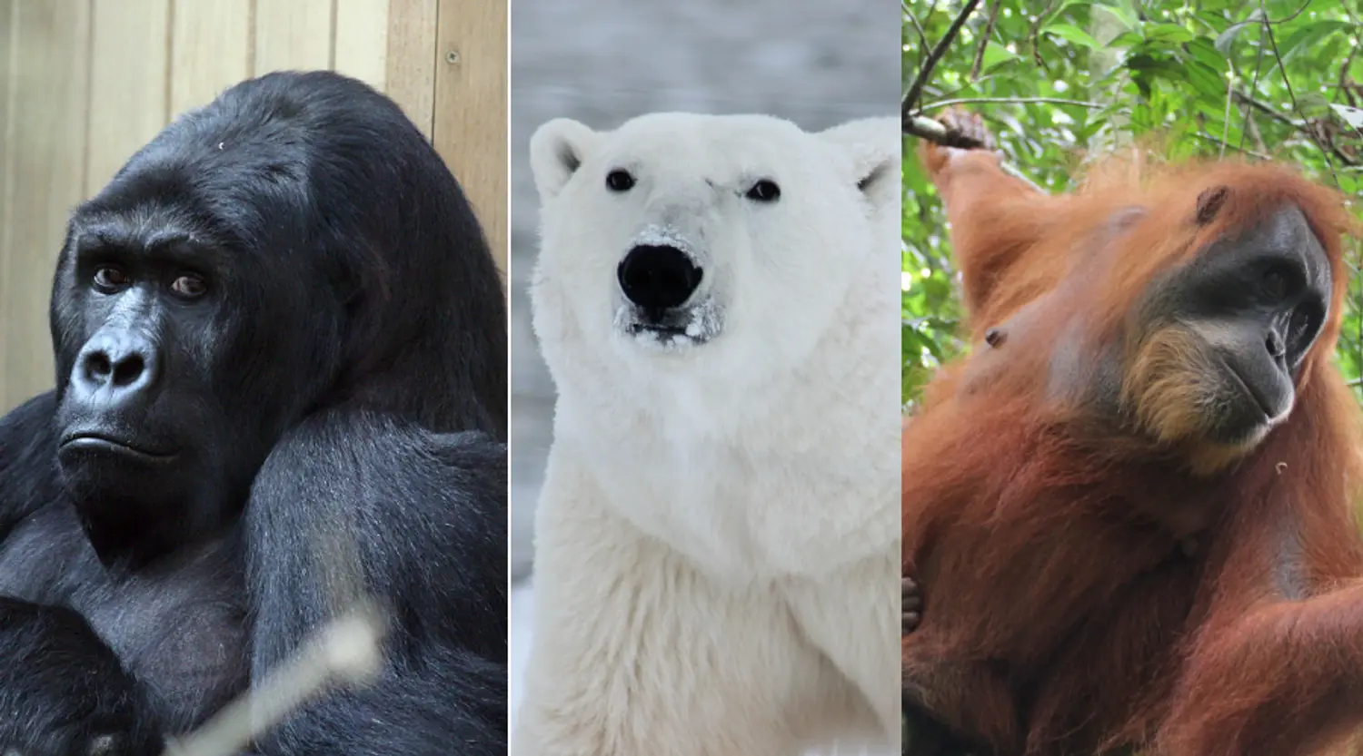 29 Animals in Danger of Extinction