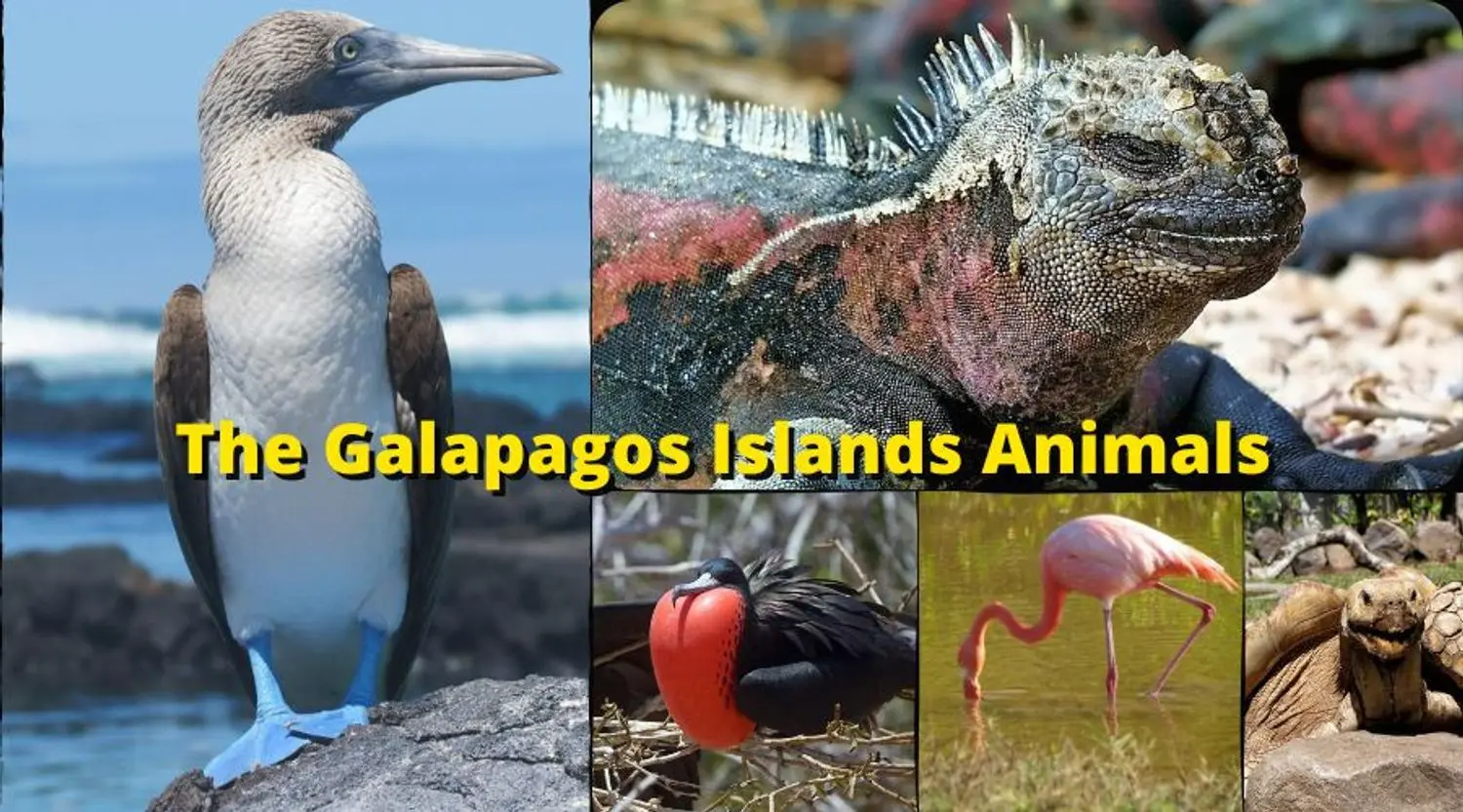 The Galapagos Islands Animals